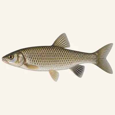 Thracian chub