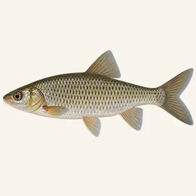 Southern Iberian chub