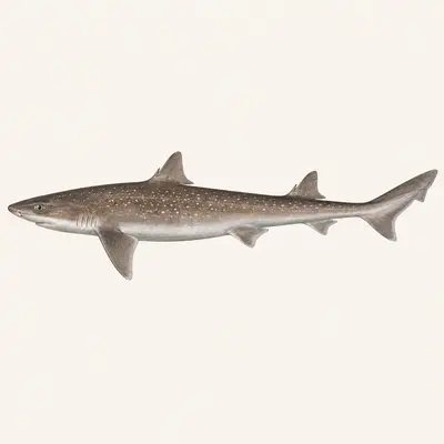 Piked dogfish