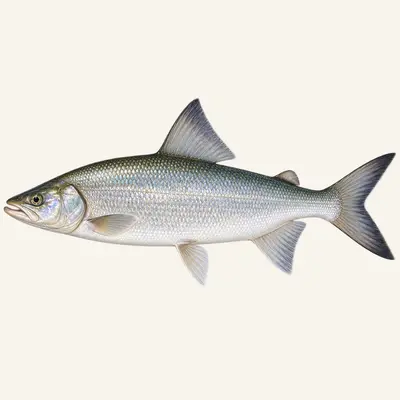 Sheefish