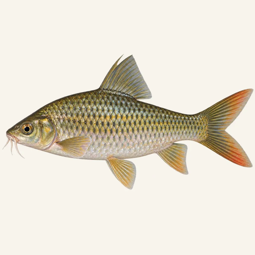 Olive barb