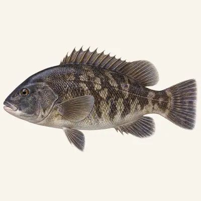 Tautog