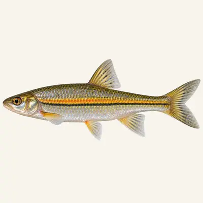 Italian riffle dace
