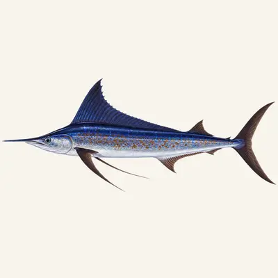 Shortbill spearfish