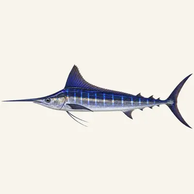 Mediterranean spearfish