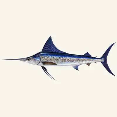 Longbill spearfish