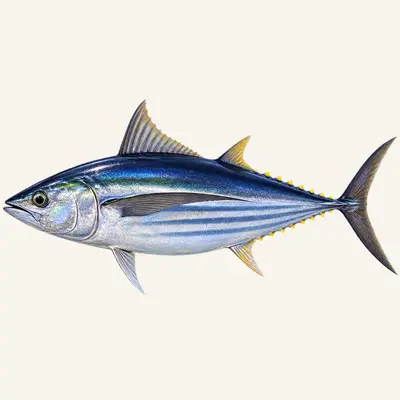 Albacore