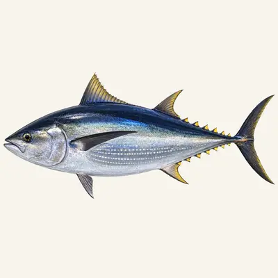 Southern bluefin tuna