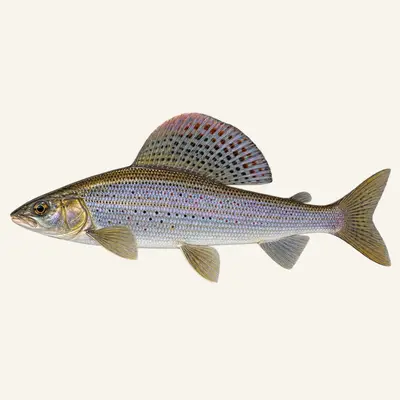 Adriatic grayling