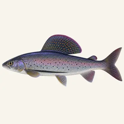 Arctic grayling