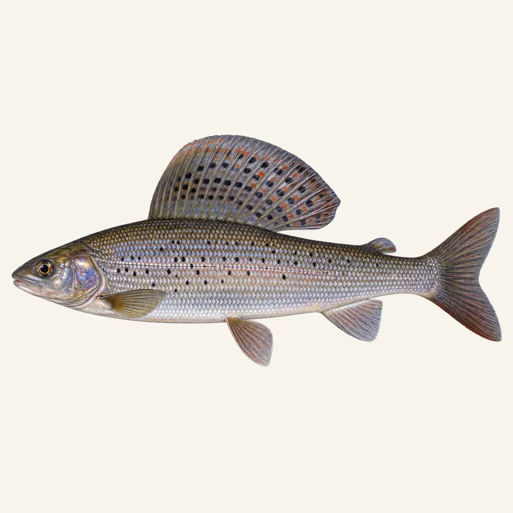 Baikal black grayling