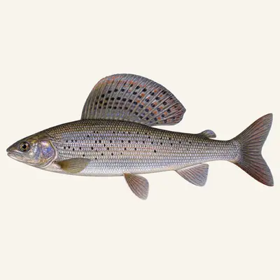 Baikal black grayling