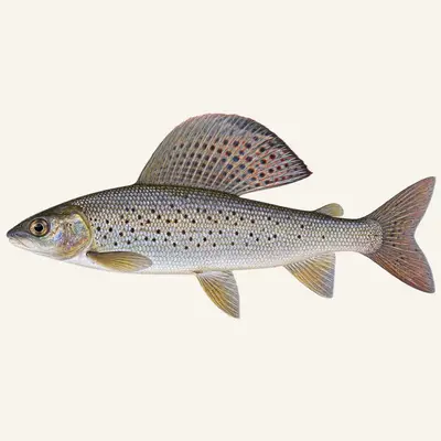 Mongolian grayling