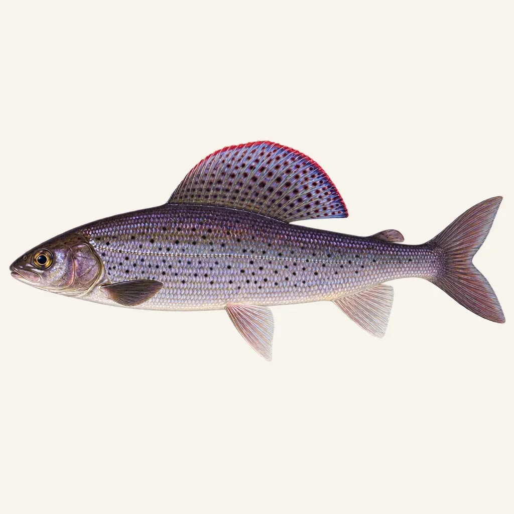 Amur grayling