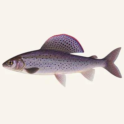 Amur grayling
