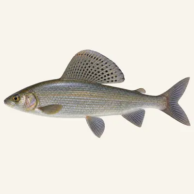 European grayling
