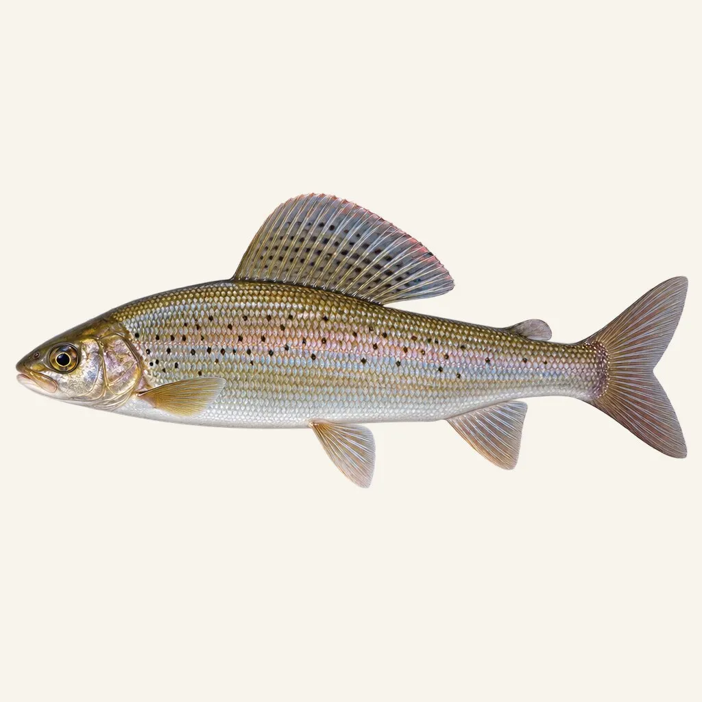 Korean grayling