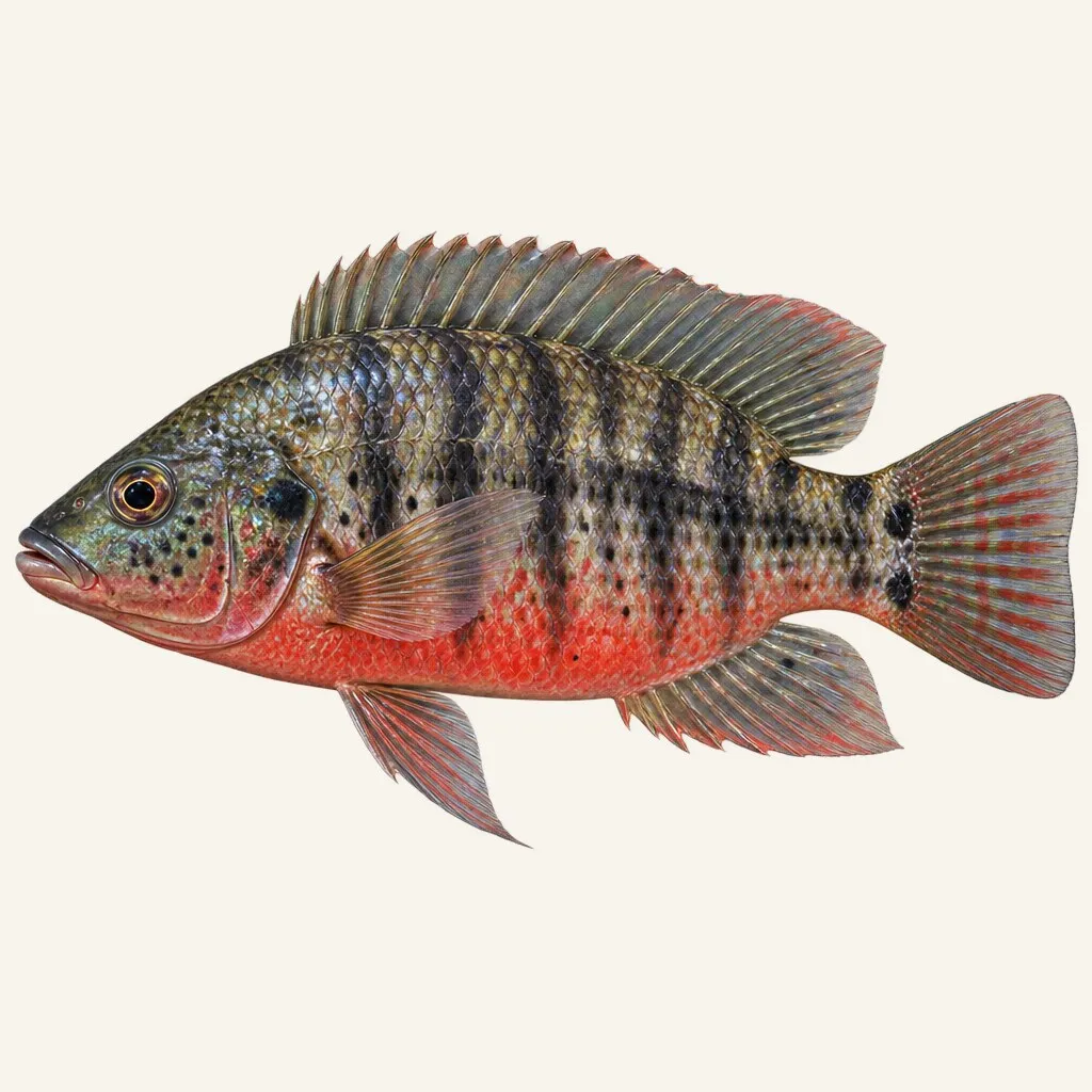 Redbelly tilapia
