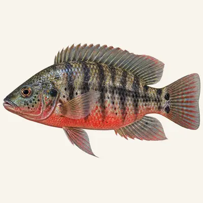 Redbelly tilapia