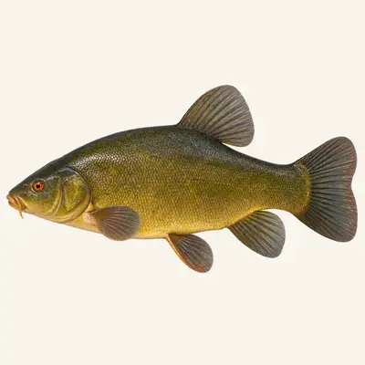 Tench