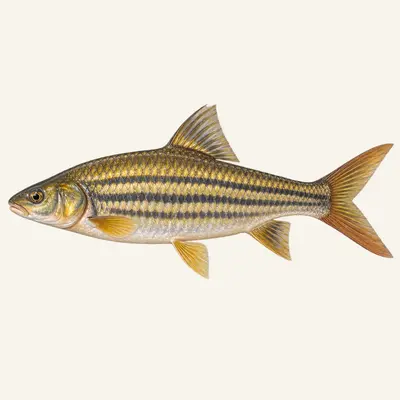 Putitor mahseer