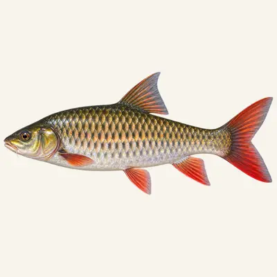 Tor barb