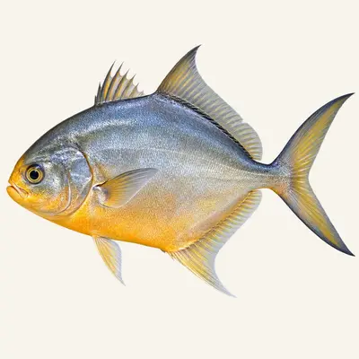 Snubnose pompano