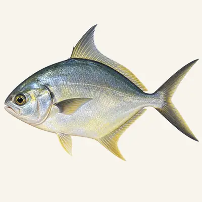 Florida pompano