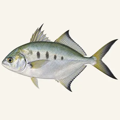 Pompano