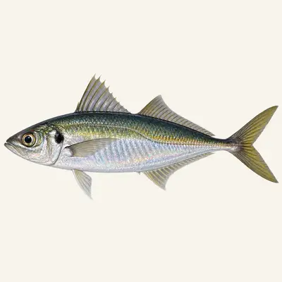 Atlantic horse mackerel