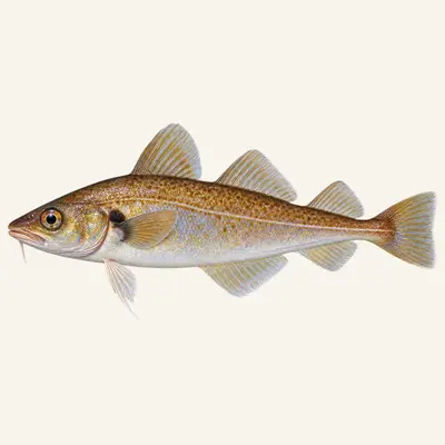 Poor cod