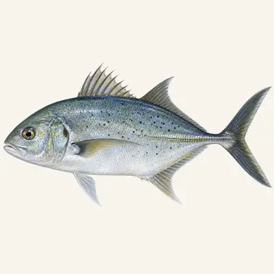 Longrakered trevally