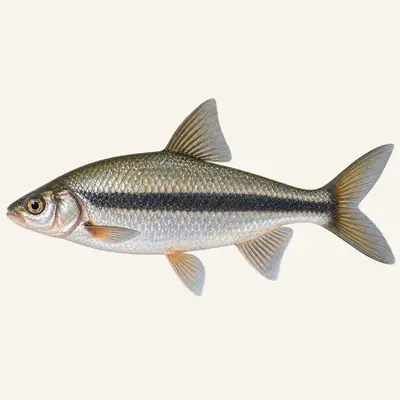 Macedonian vimba