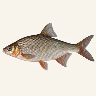 Vimba bream