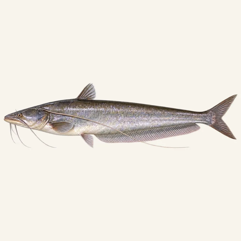 Wallago catfish