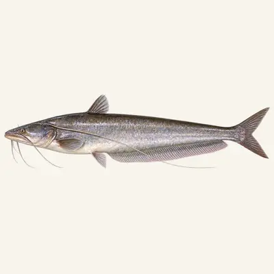 Wallago catfish