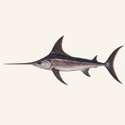 Swordfish